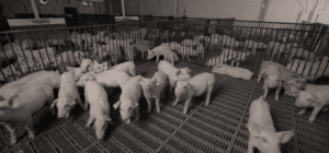 pigs on a pig farm